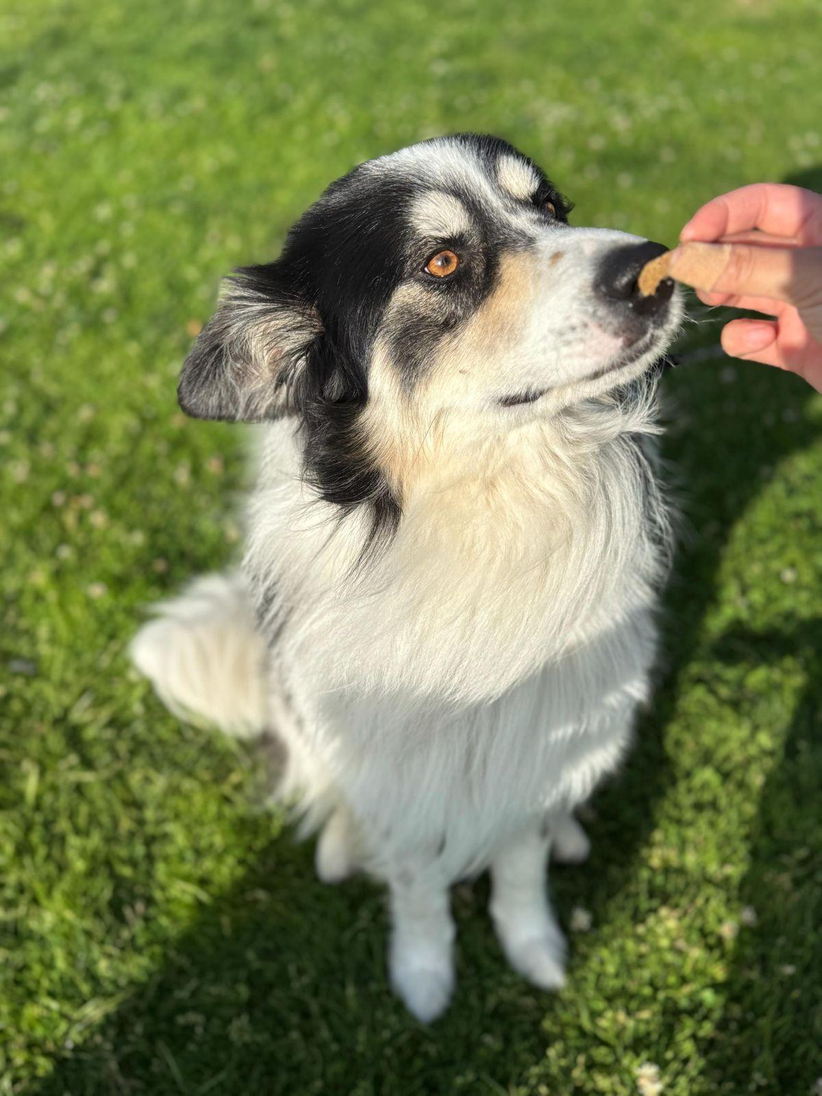 Benji, a ADOPTABLE Border Collie in Los Angeles, CA image 6/6