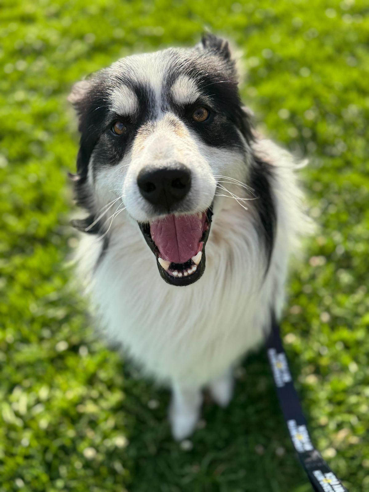 Benji, ADOPTABLE, Young Male Border Collie.