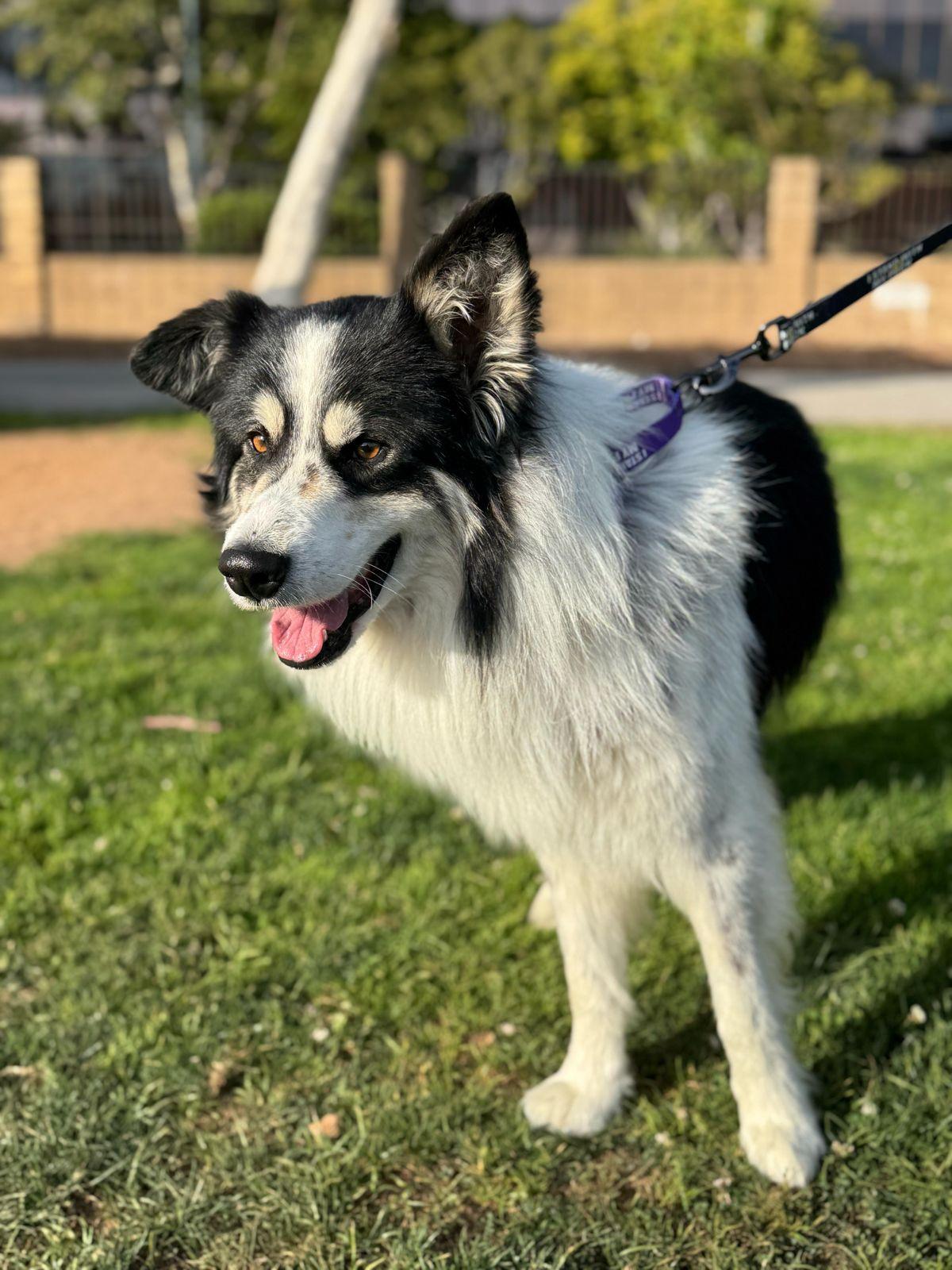 Benji, a ADOPTABLE Border Collie in Los Angeles, CA image 3/6