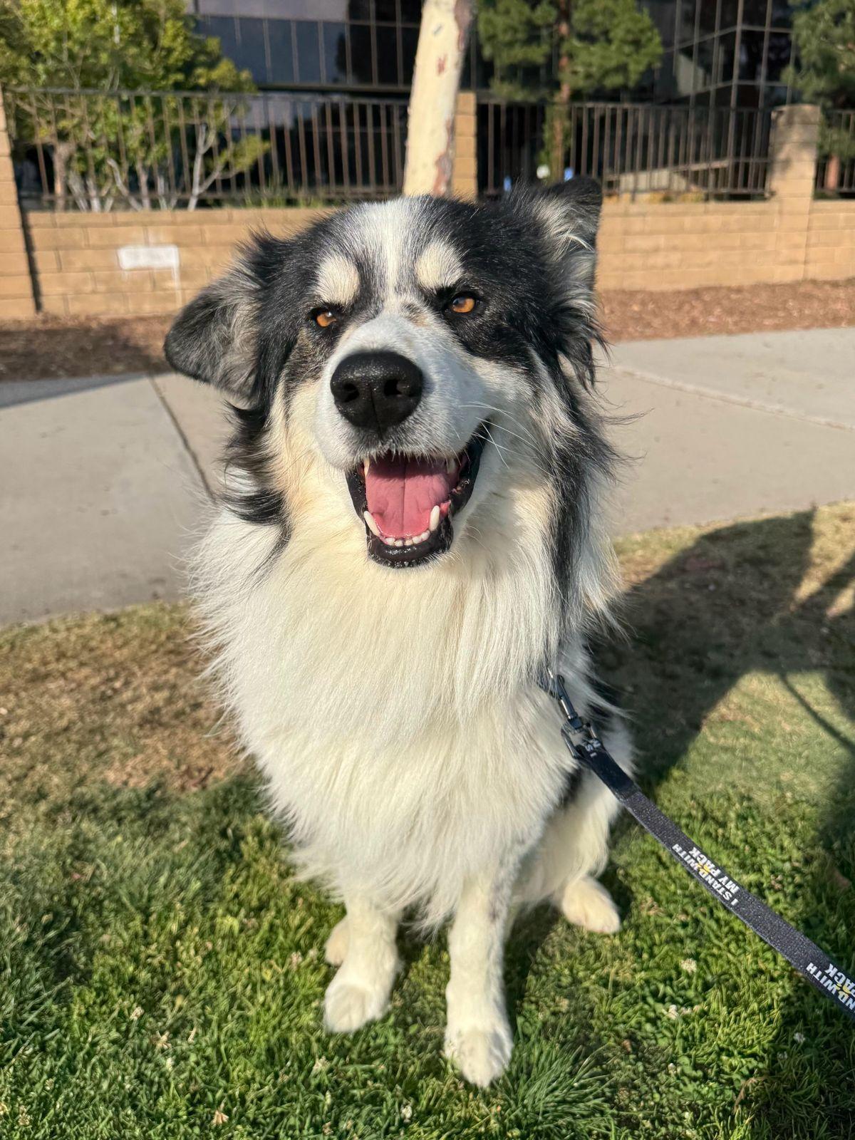 Benji, a ADOPTABLE Border Collie in Los Angeles, CA image 4/6
