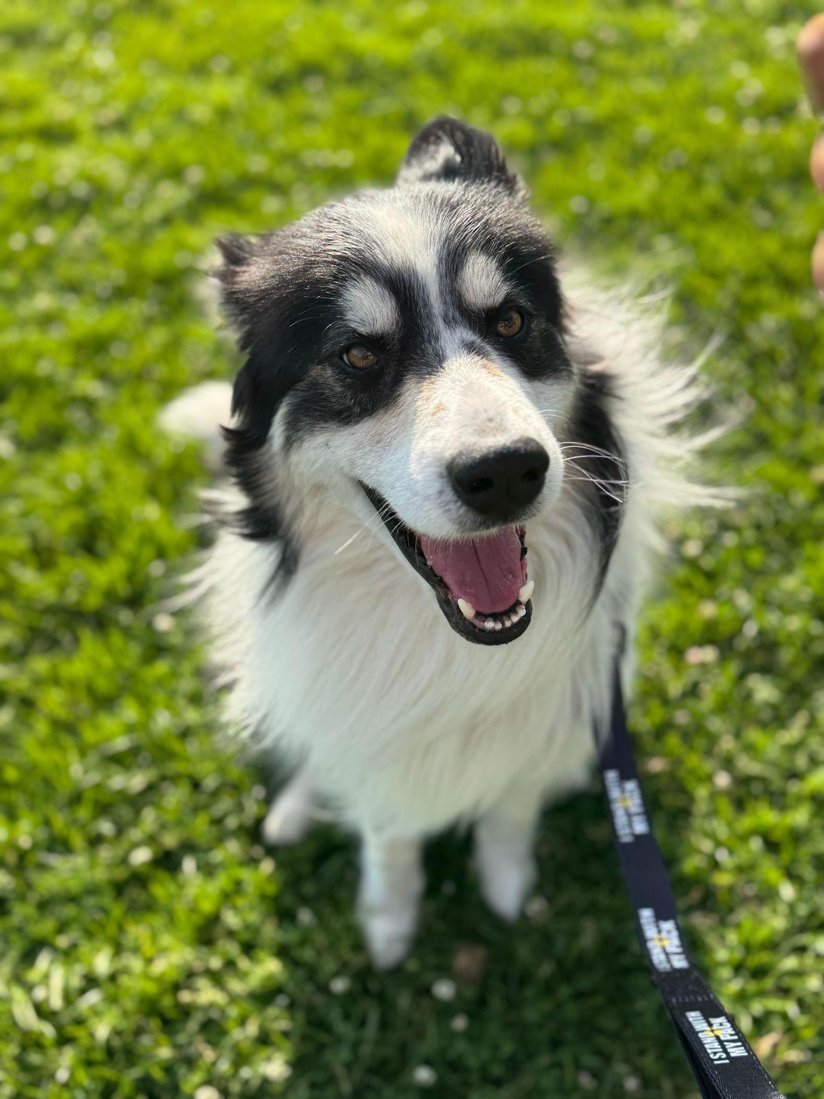 Benji, a ADOPTABLE Border Collie in Los Angeles, CA image 5/6