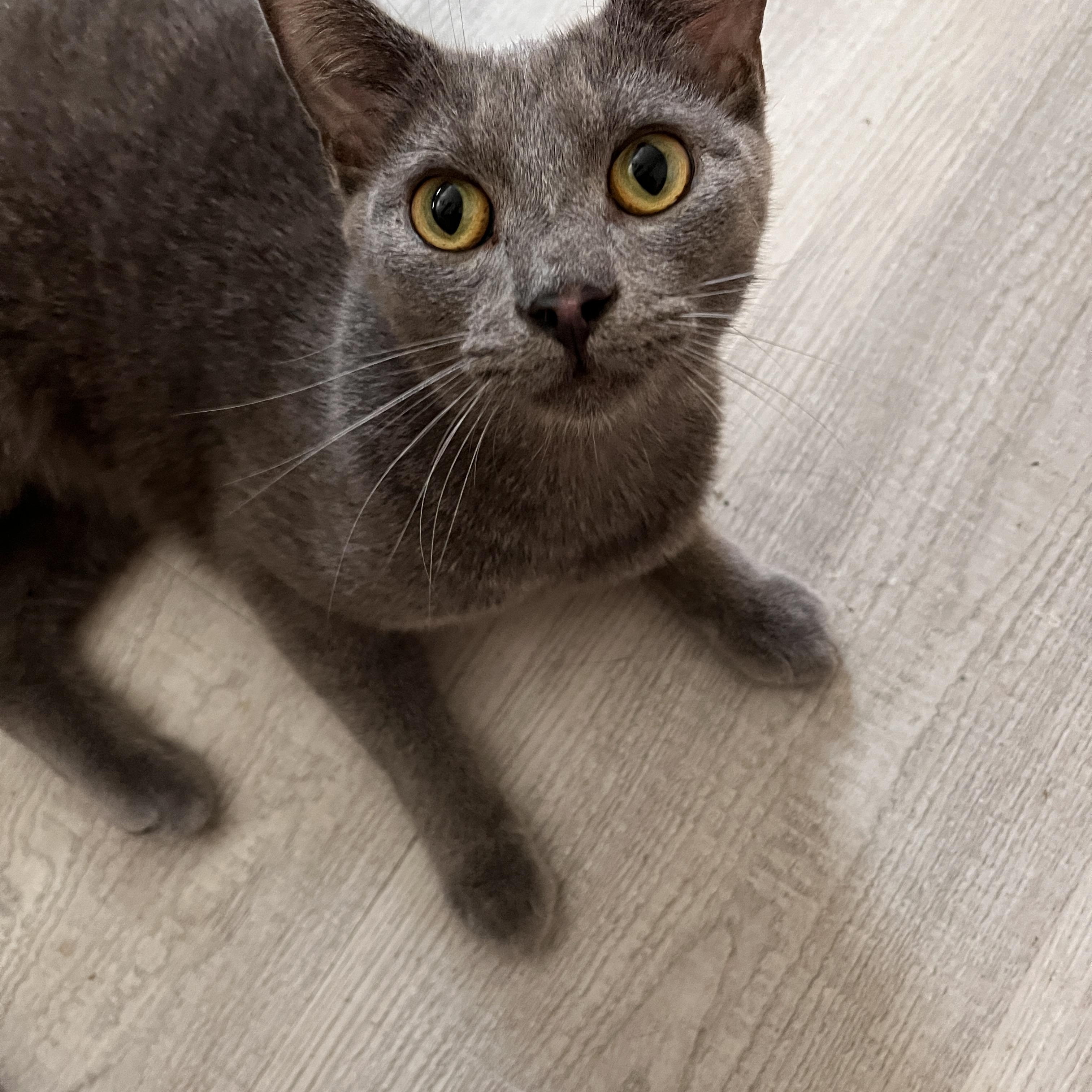 Enlarge Dr. Malcolm, a Adoptable Domestic Short Hair in Oak Forest, IL image 5/6