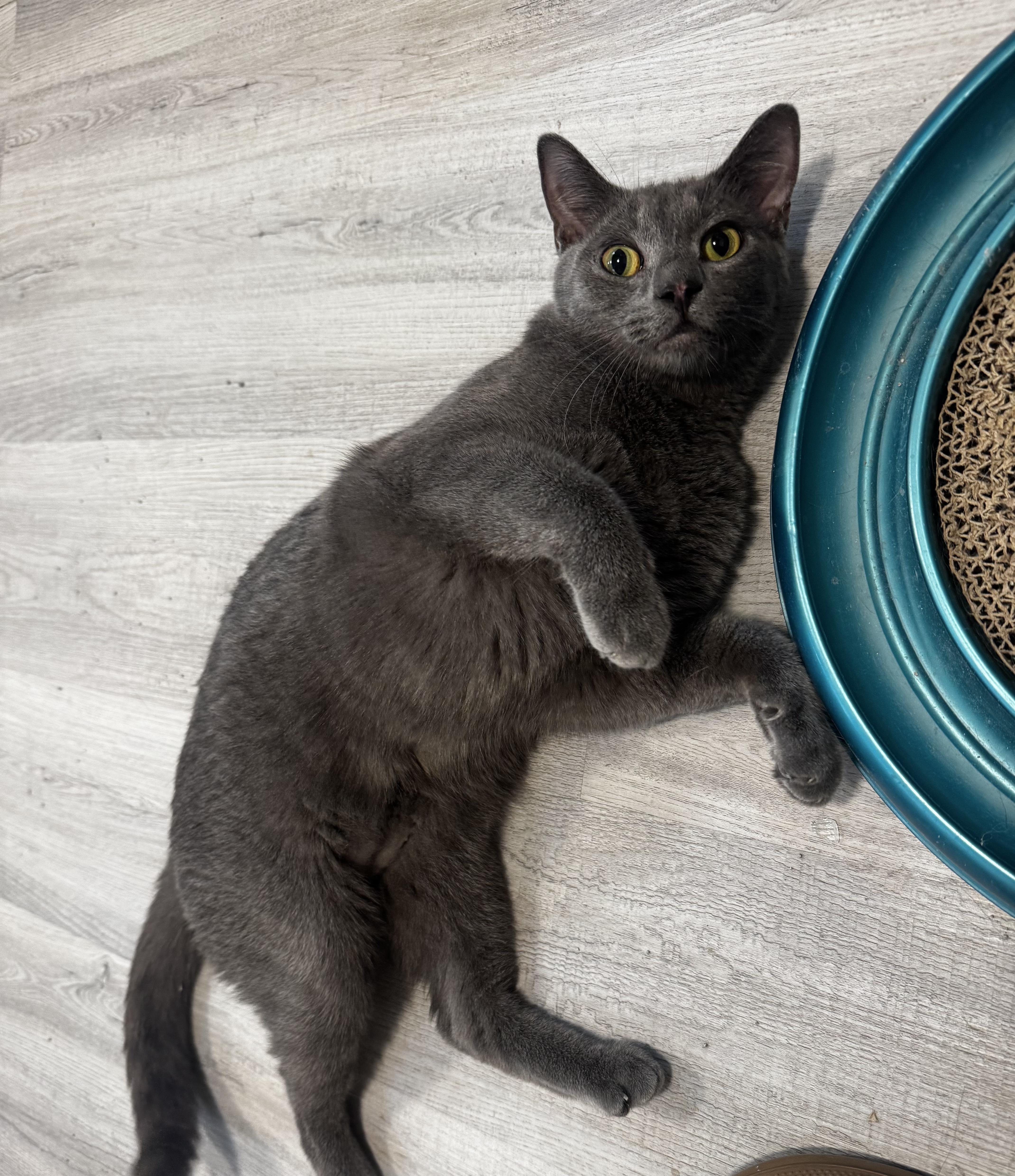 Enlarge Dr. Malcolm, a Adoptable Domestic Short Hair in Oak Forest, IL image 4/6