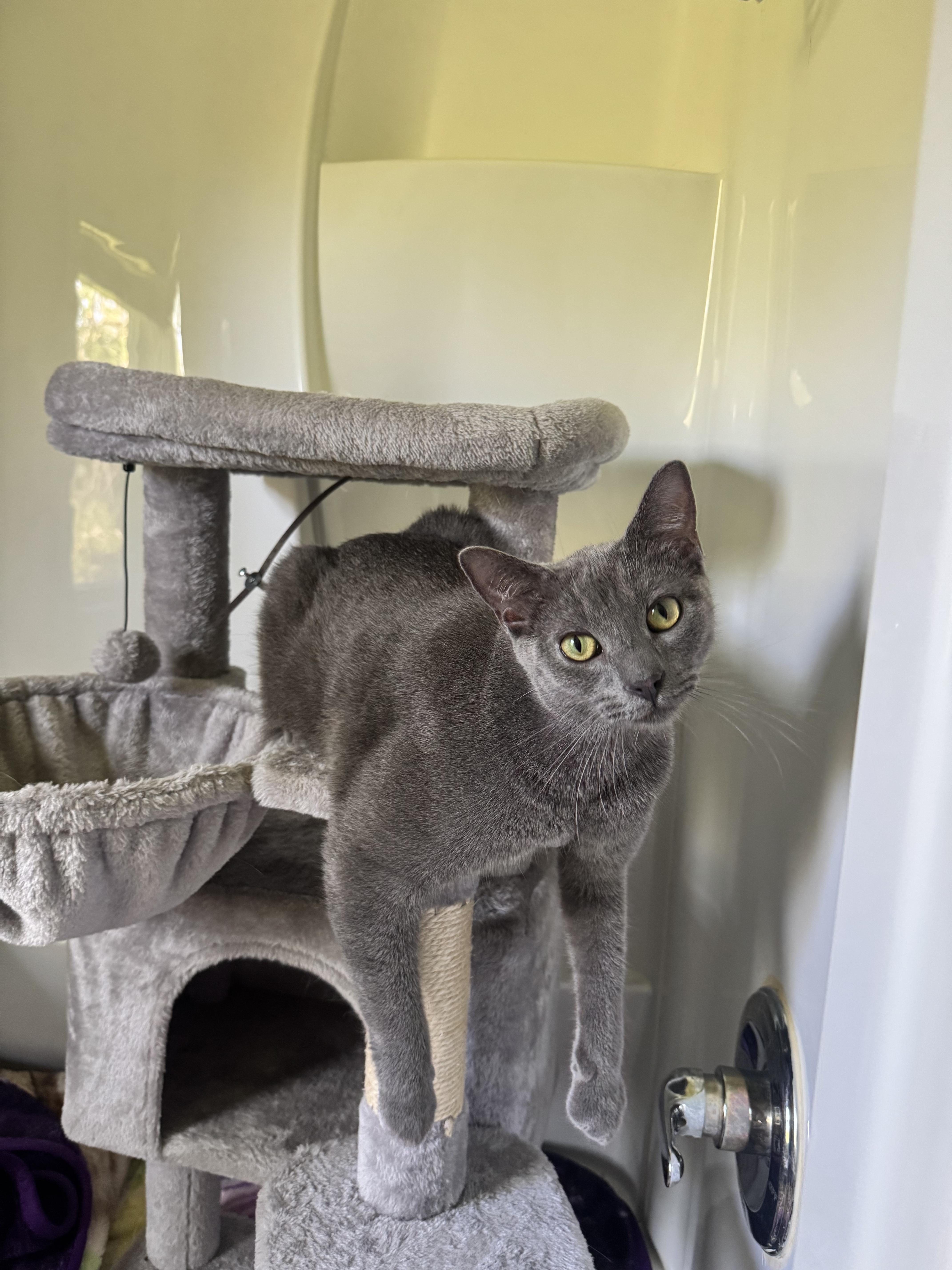 Enlarge Dr. Malcolm, a Adoptable Domestic Short Hair in Oak Forest, IL image 6/6