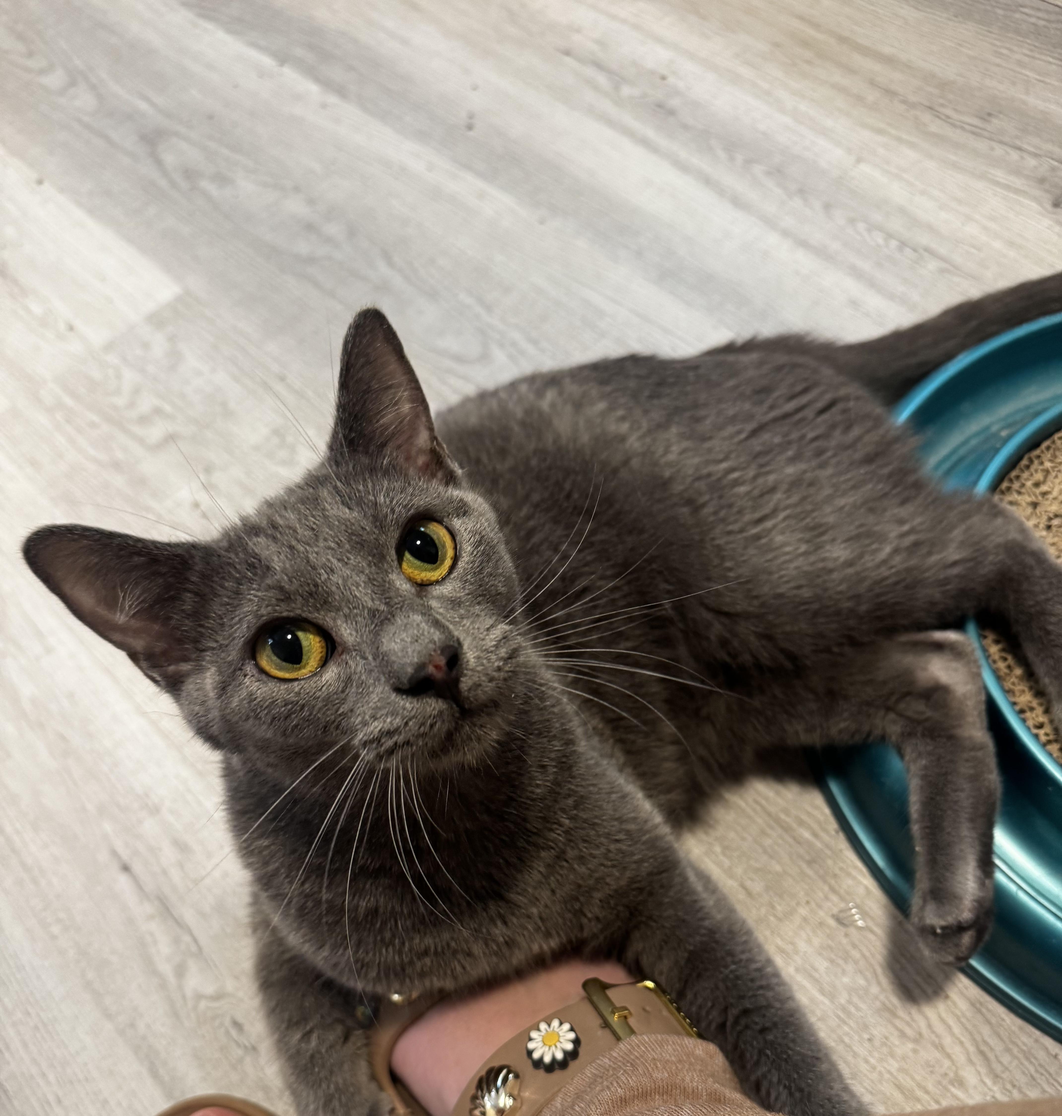 Enlarge Dr. Malcolm, a Adoptable Domestic Short Hair in Oak Forest, IL image 1/6