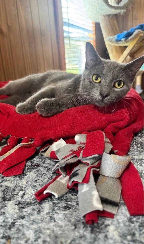 Enlarge Dr. Malcolm, a Adoptable Domestic Short Hair in Oak Forest, IL image 3/6