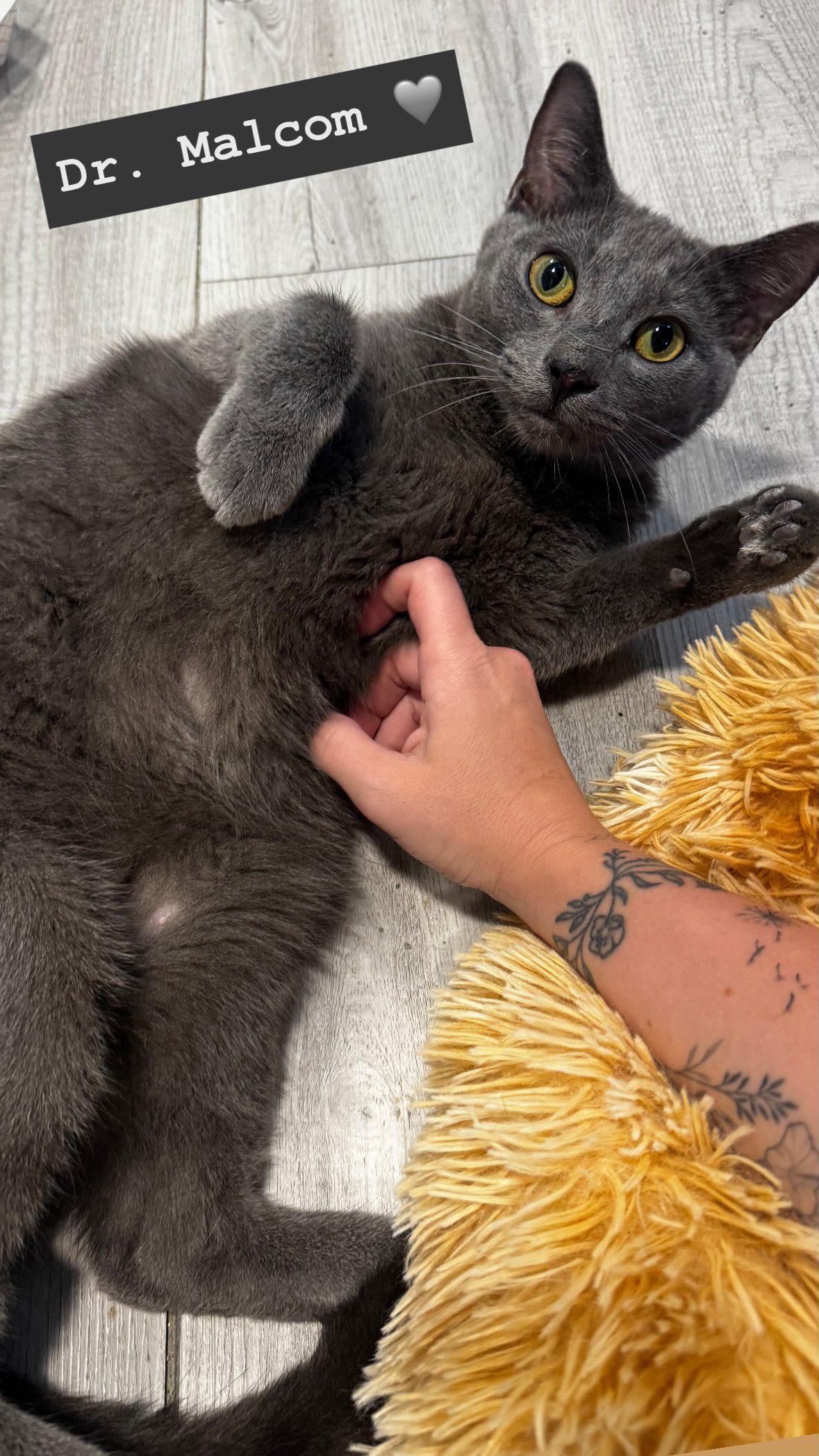 Enlarge Dr. Malcolm, a Adoptable Domestic Short Hair in Oak Forest, IL image 2/6