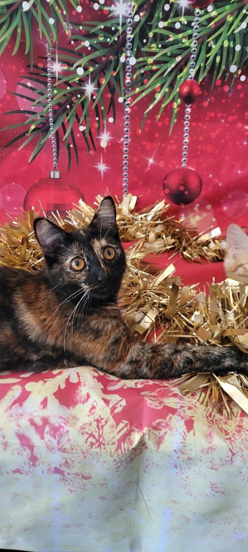 Enlarge HARLEY, a Adoptable mixed breed in Escalon, CA image 3/6