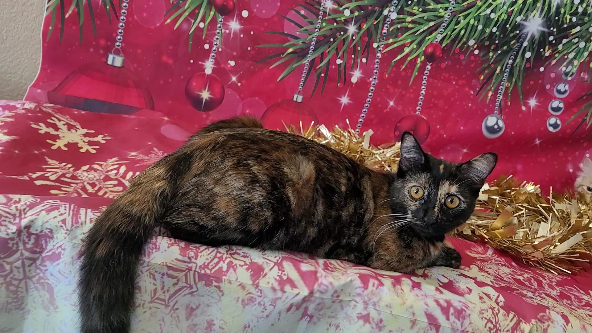 Enlarge HARLEY, a Adoptable mixed breed in Escalon, CA image 2/6