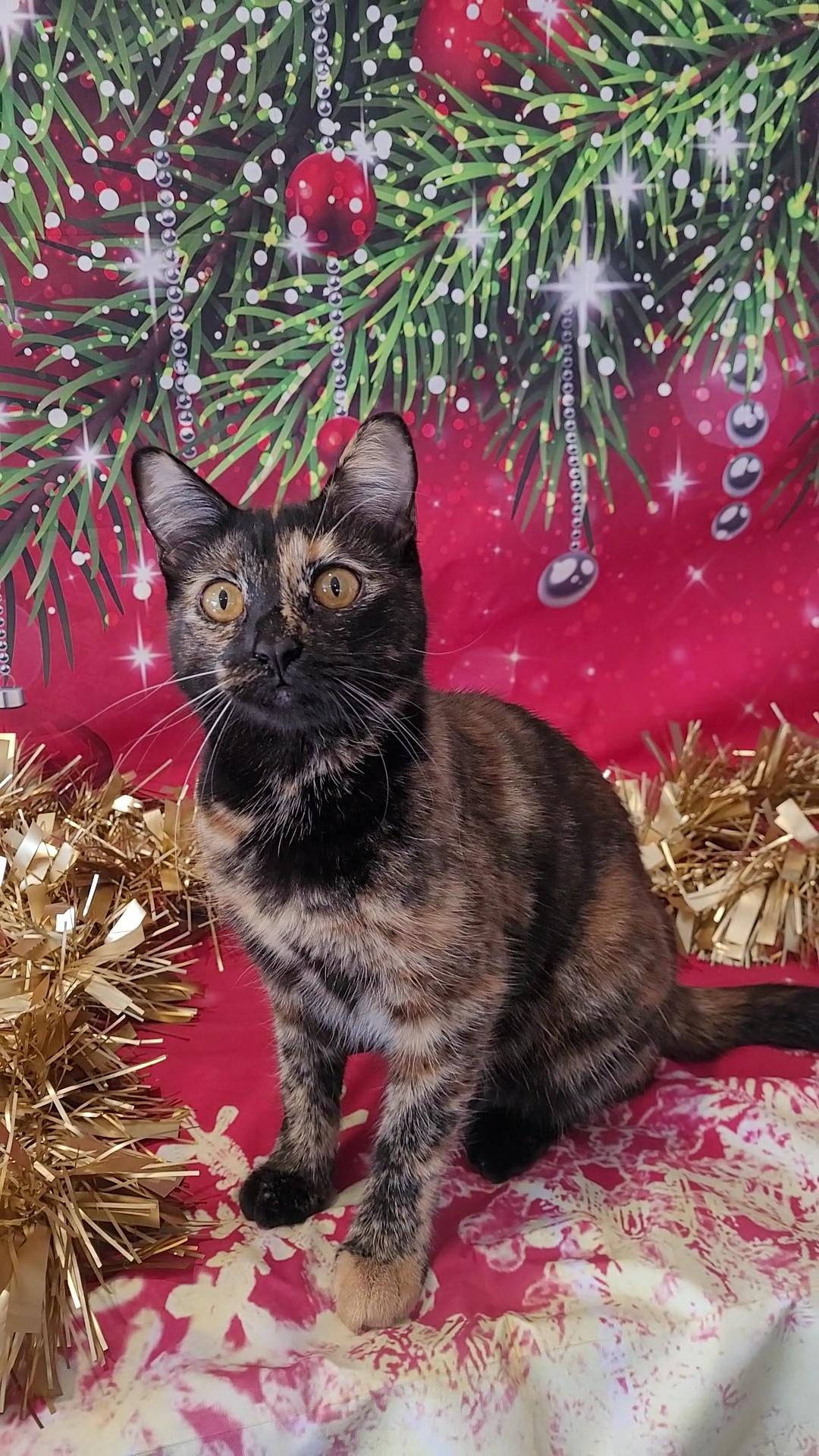 Enlarge HARLEY, a Adoptable mixed breed in Escalon, CA image 6/6