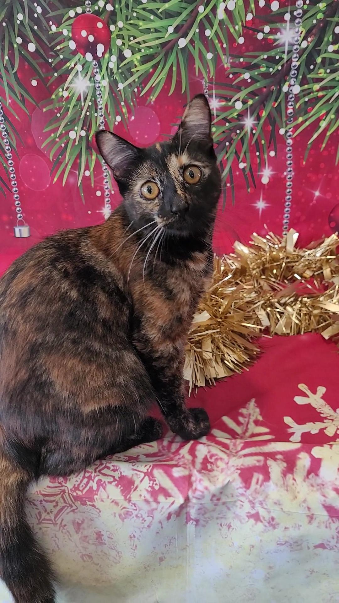 Enlarge HARLEY, a Adoptable mixed breed in Escalon, CA image 1/6