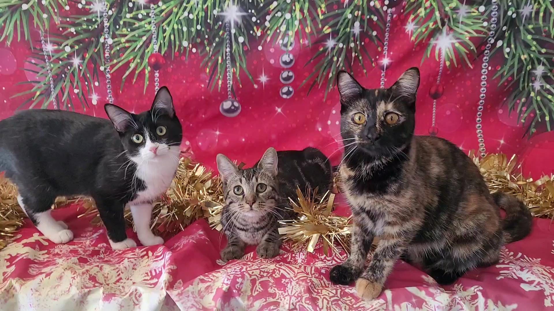 Enlarge HARLEY, a Adoptable mixed breed in Escalon, CA image 5/6