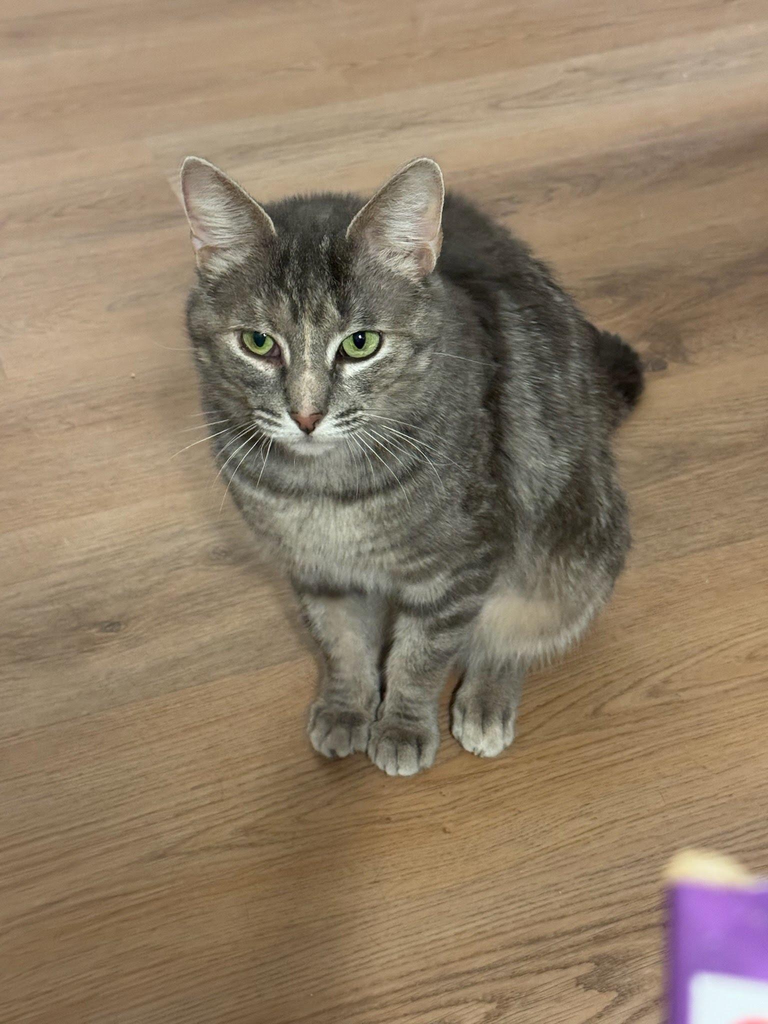 Enlarge Marjoram, a ADOPTABLE Domestic Short Hair in Evanston, IL image 1/1