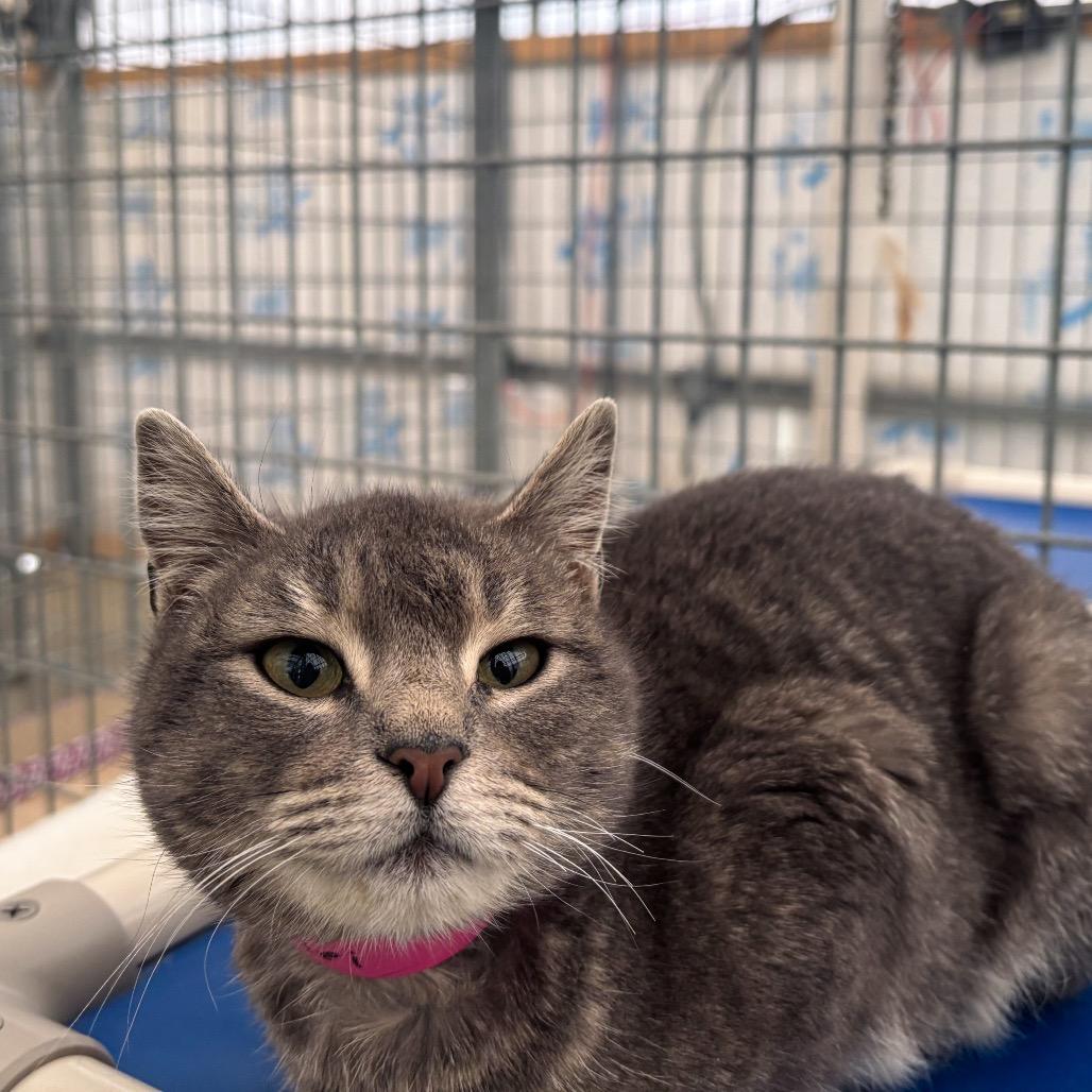 Enlarge Lorelei, a Adoptable Domestic Short Hair in Taos, NM image 1/2