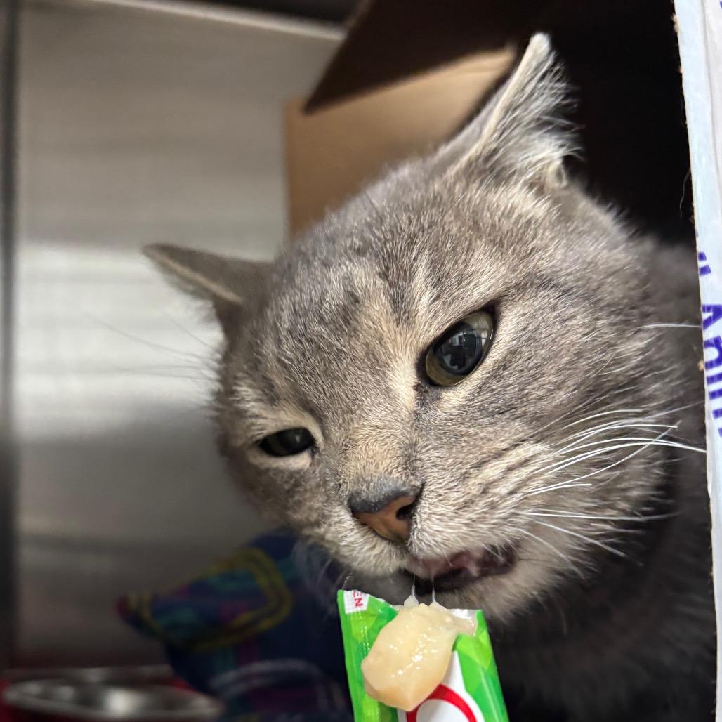 Enlarge Lorelei, a Adoptable Domestic Short Hair in Taos, NM image 2/2