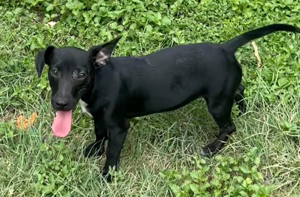 Jolene, Adoptable, Puppy Female Dachshund & Jack Russell Terrier.