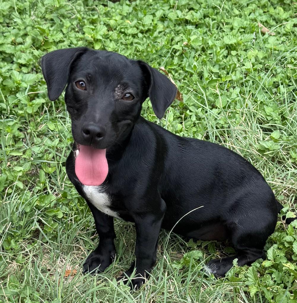 Enlarge Jolene, a Adoptable mixed breed in Junction, TX image 2/5
