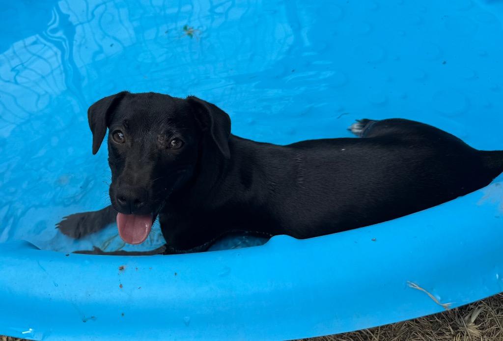 Enlarge Jolene, a Adoptable mixed breed in Junction, TX image 3/5