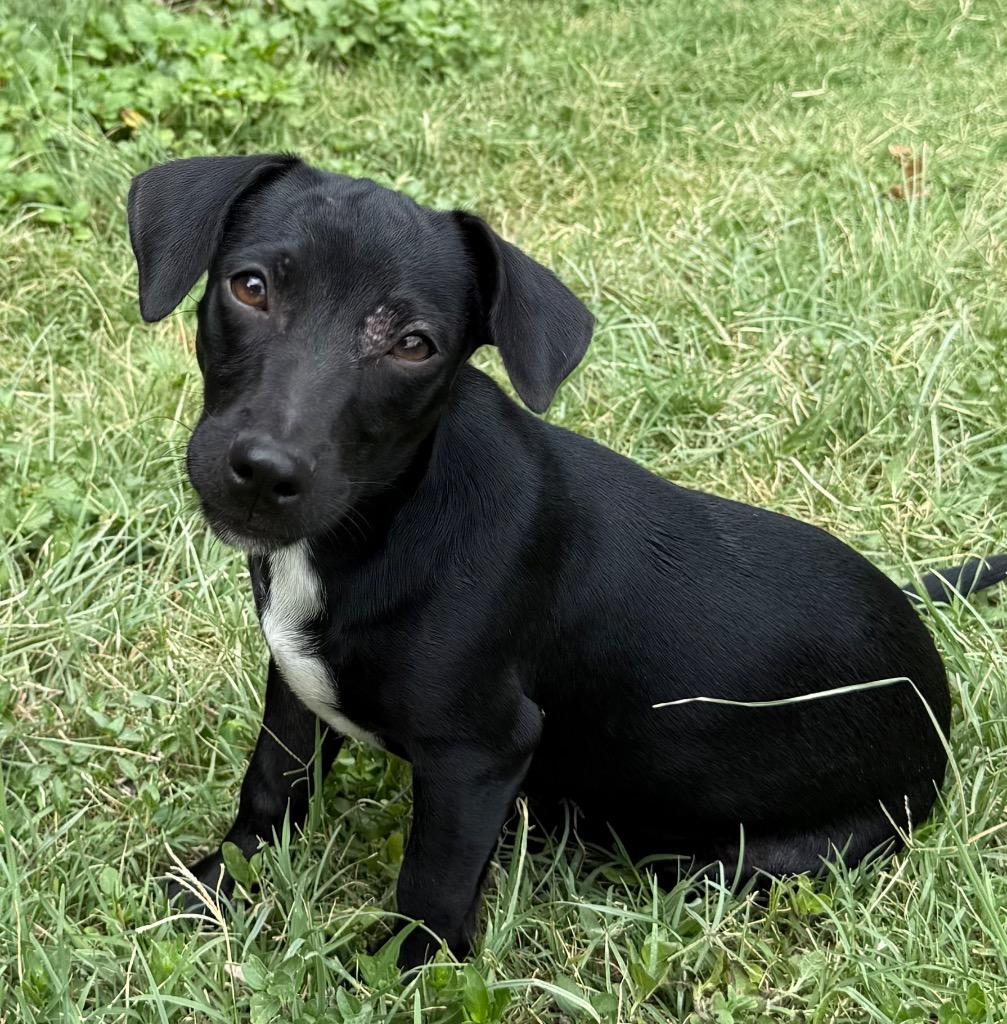 Enlarge Jolene, a Adoptable mixed breed in Junction, TX image 4/5
