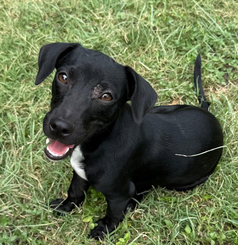 Enlarge Jolene, a Adoptable mixed breed in Junction, TX image 5/5