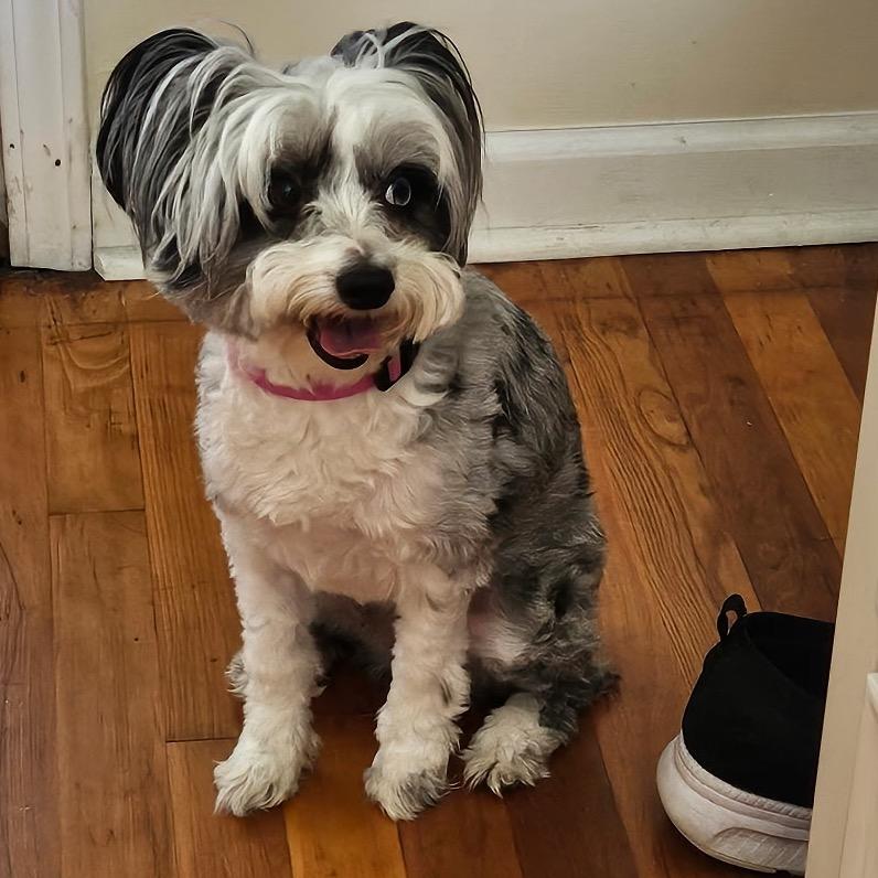 Standard Schnauzers for Adoption in Tallmadge, Ohio | Petfinder