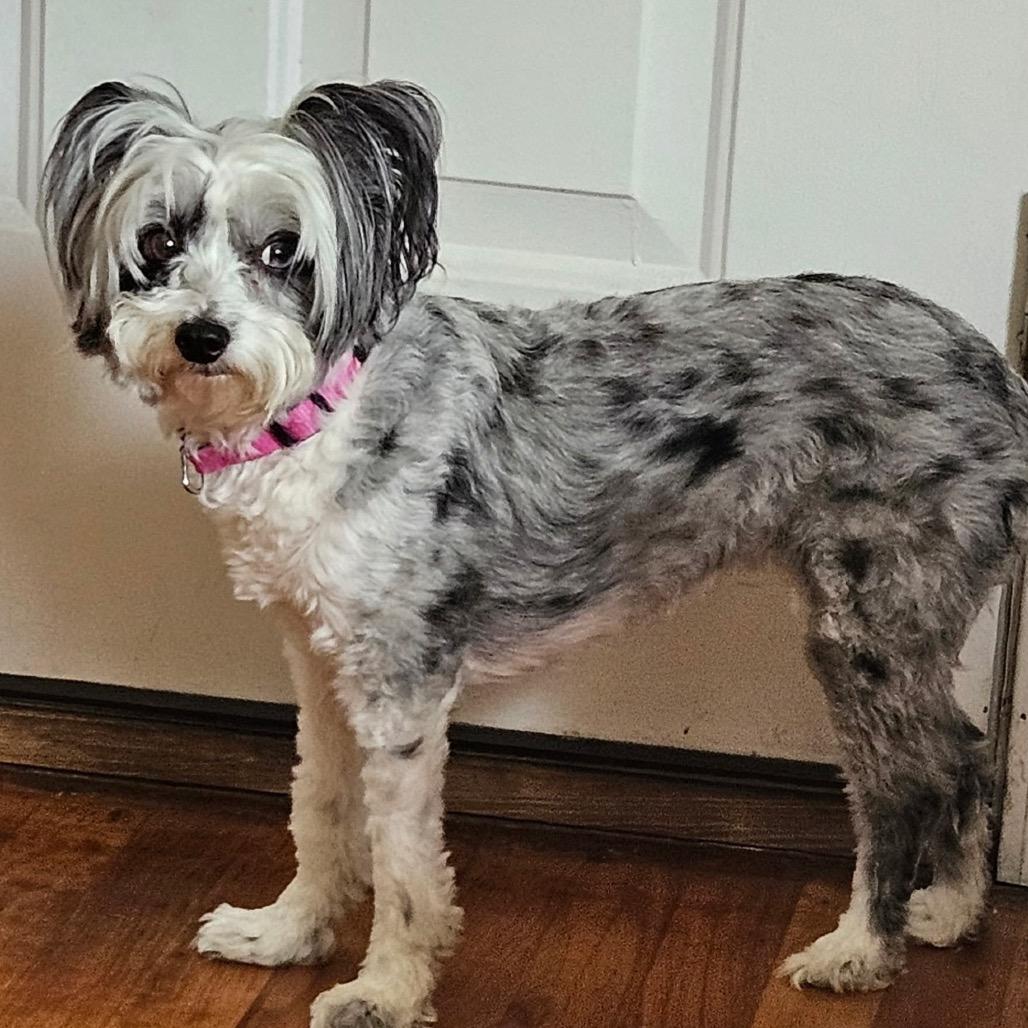 Enlarge Orie (Oakley), a Adoptable mixed breed in Lancaster, OH image 2/2