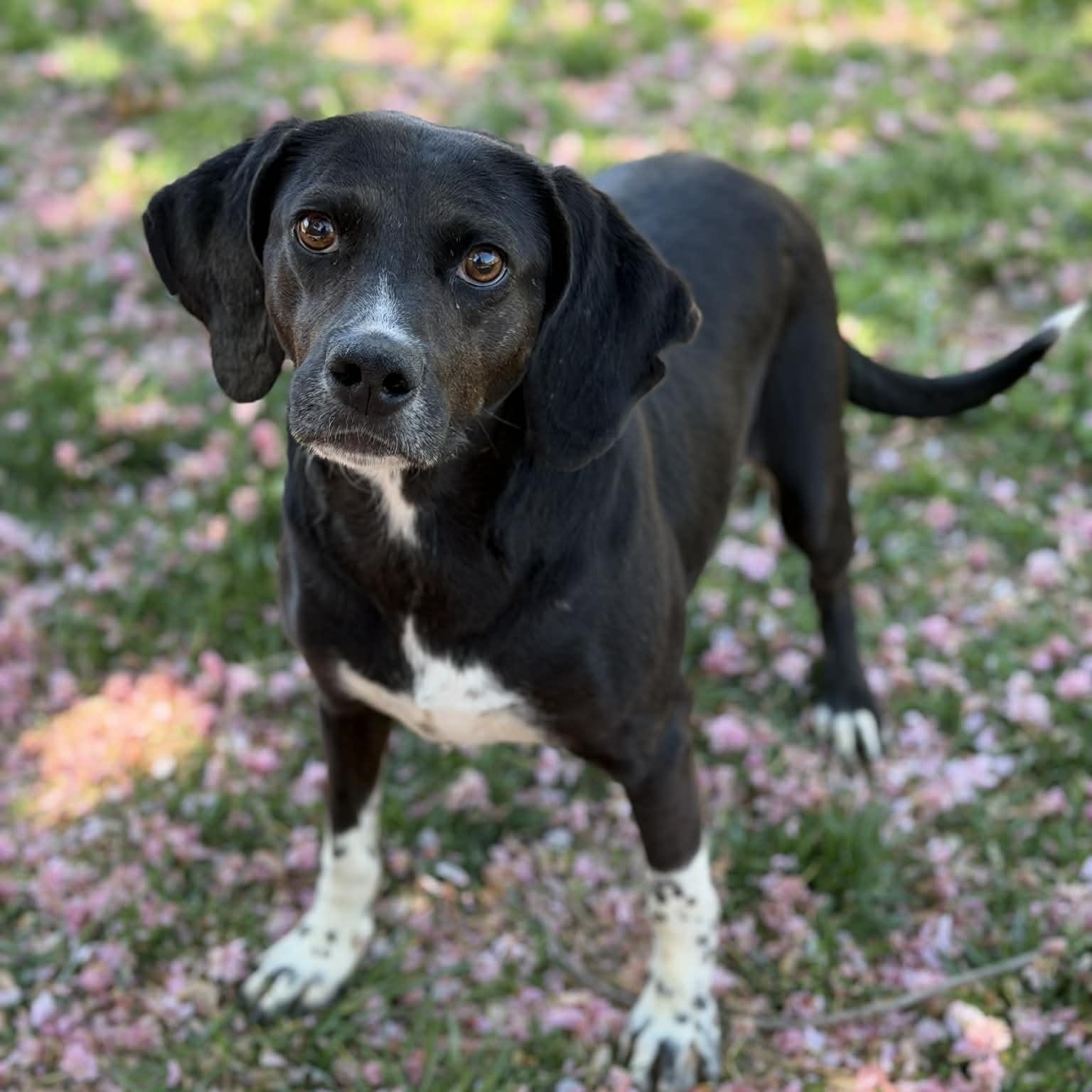 Enlarge 26-00494, an adopted mixed breed in Fredericksburg, VA image 1/2