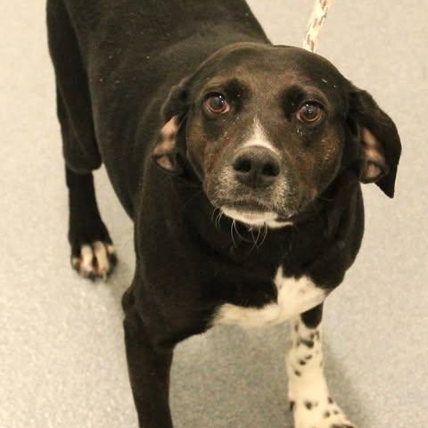 Enlarge 26-00494, an adopted mixed breed in Fredericksburg, VA image 2/2