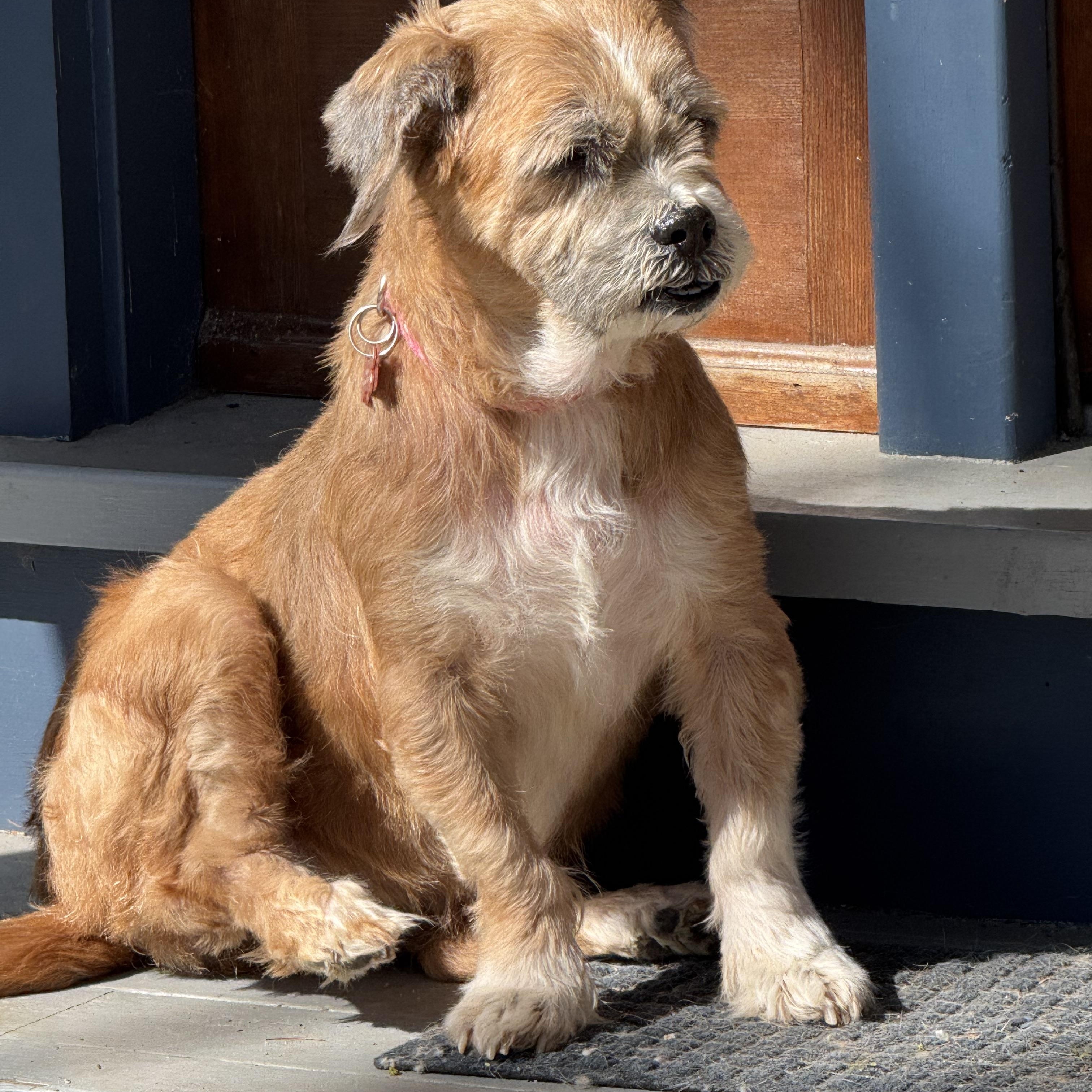 Enlarge Nikki, a Adoptable mixed breed in Wingdale, NY image 2/3