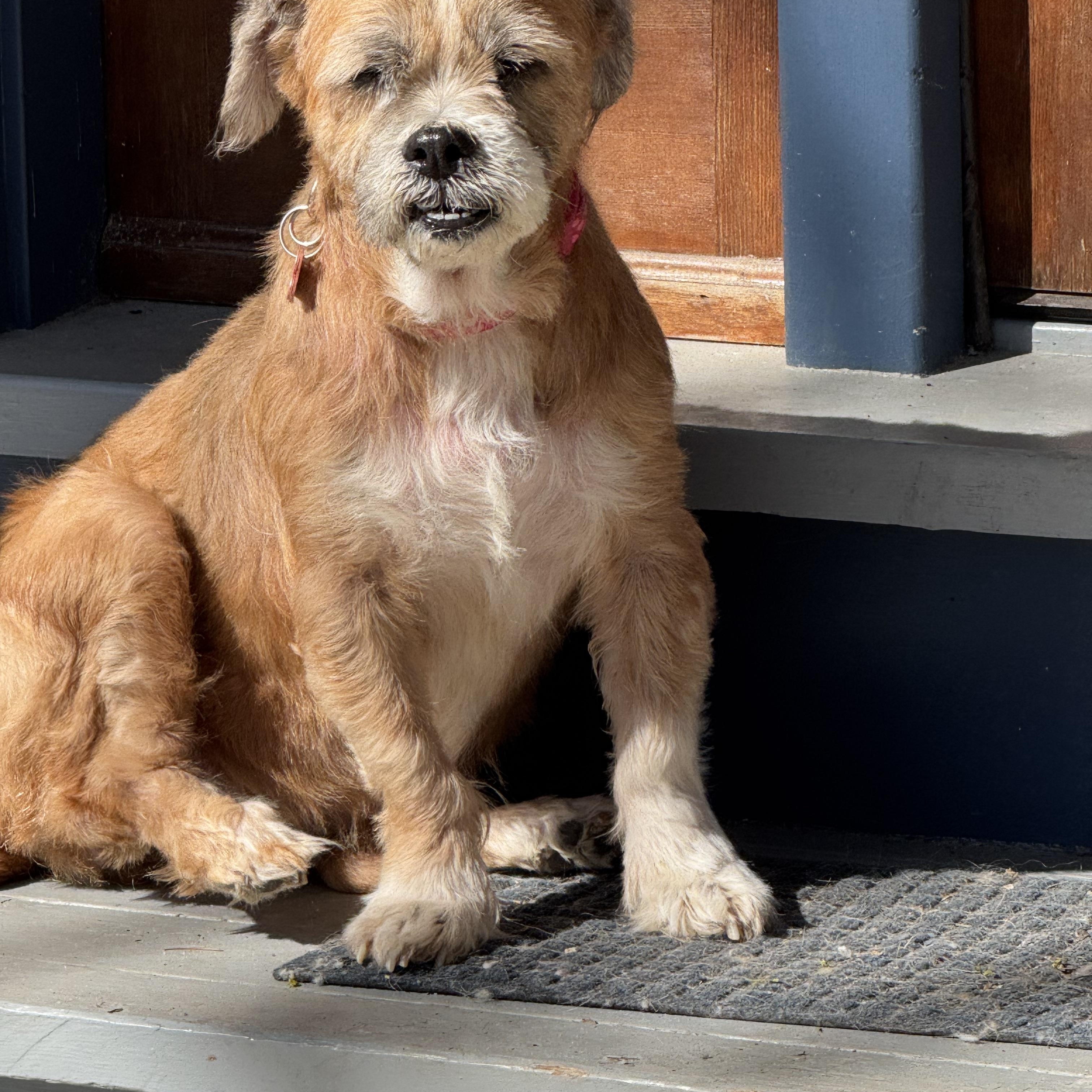 Nikki, Adoptable, Adult Female Boston Terrier.