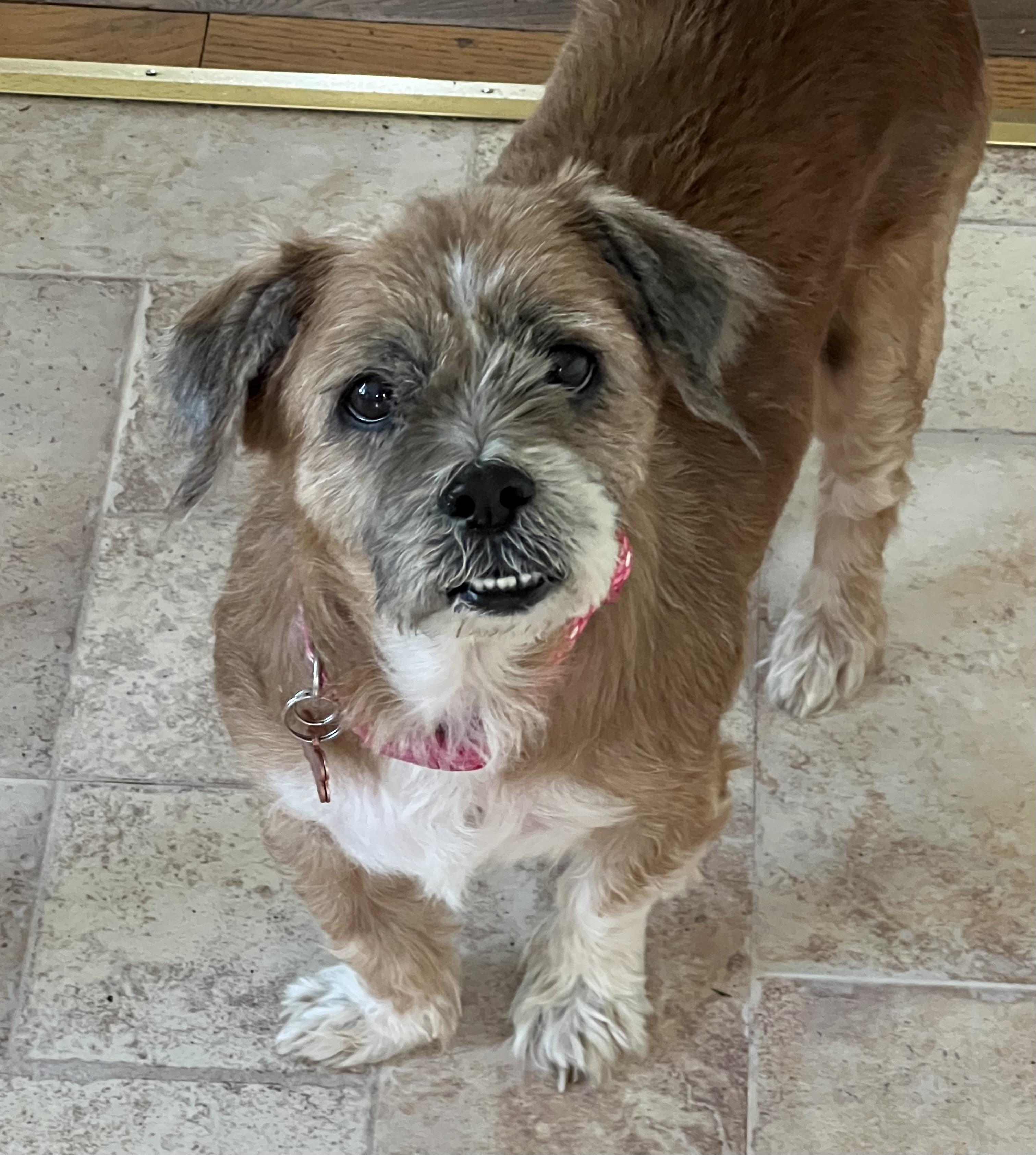 Enlarge Nikki, a Adoptable mixed breed in Wingdale, NY image 2/3