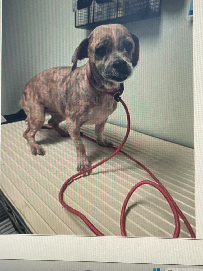 Nikki, Adoptable, Adult Female Shih Tzu.