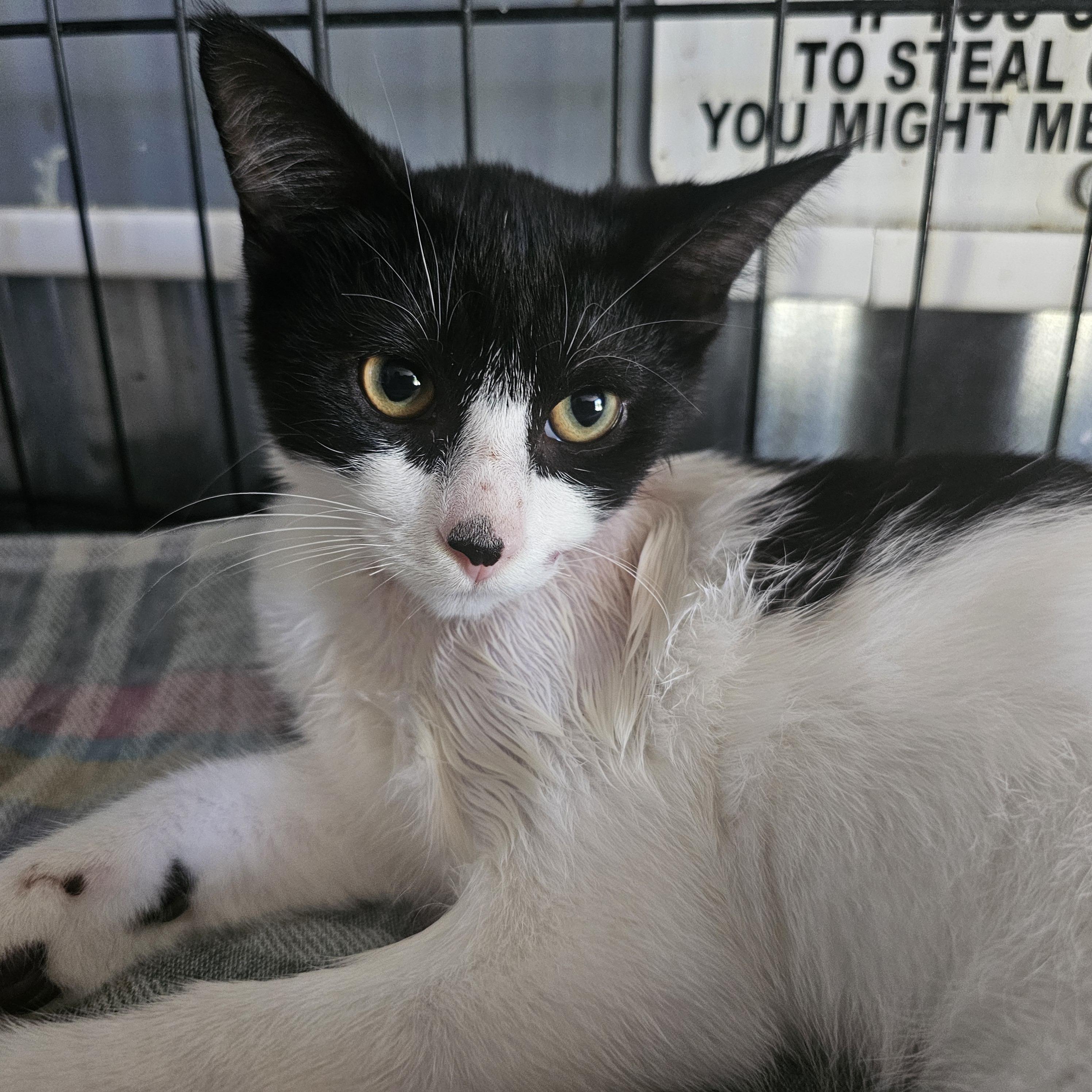 Bucky, Adopted, Young Male Domestic Short Hair.