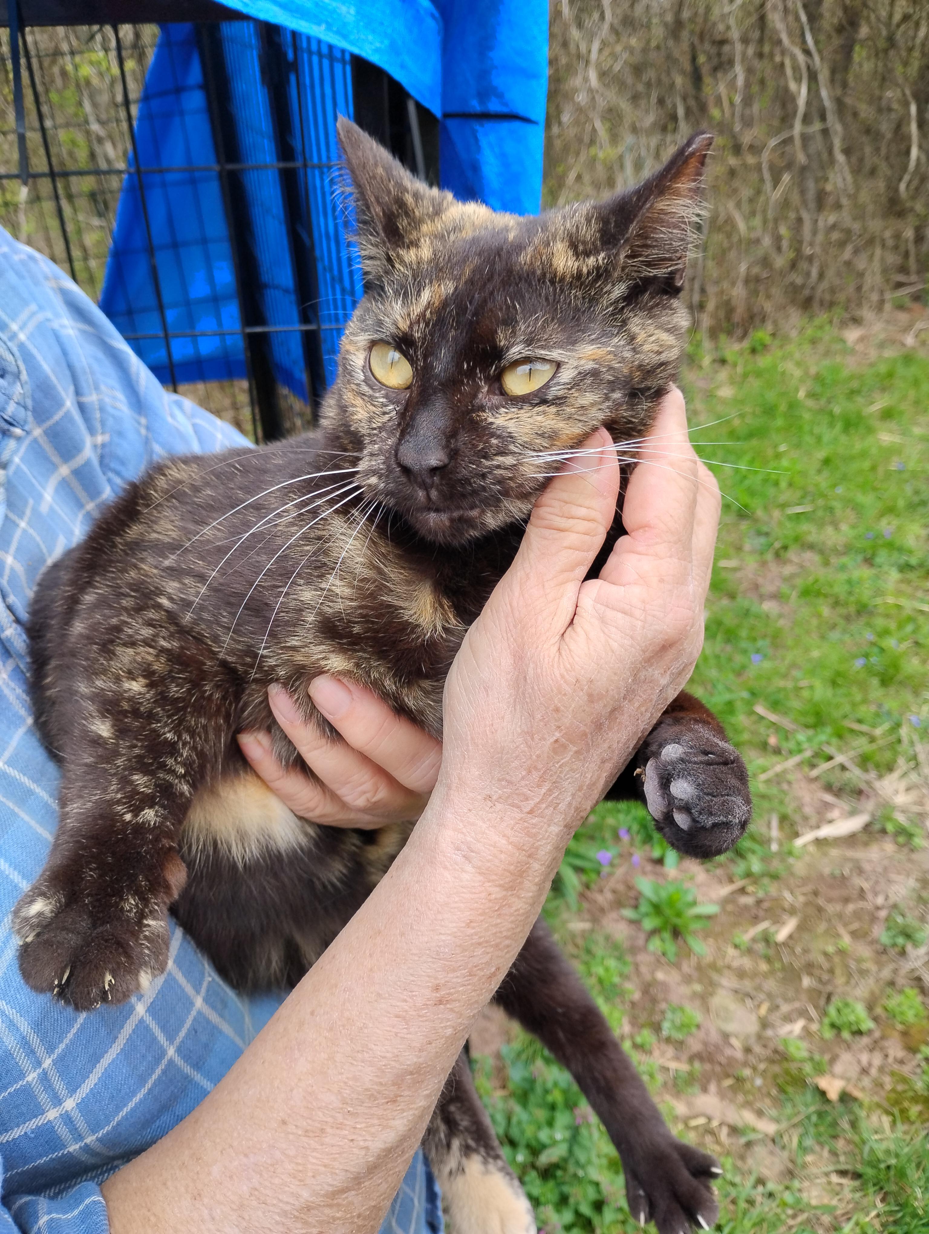 Enlarge Cage 3 Cat 1, a ADOPTABLE Domestic Short Hair in Glenville, WV image 1/1