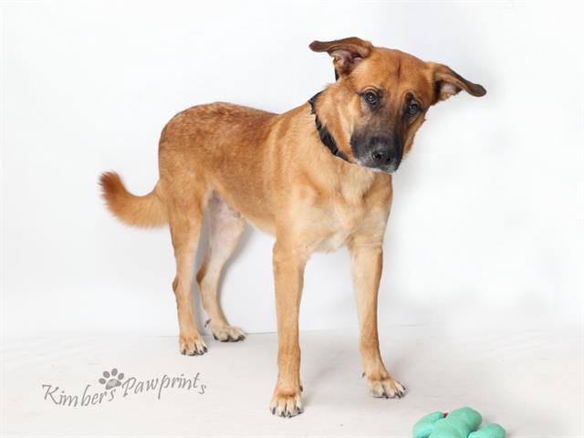 Enlarge BOXCAR, a Adoptable mixed breed in Omaha, NE image 1/1