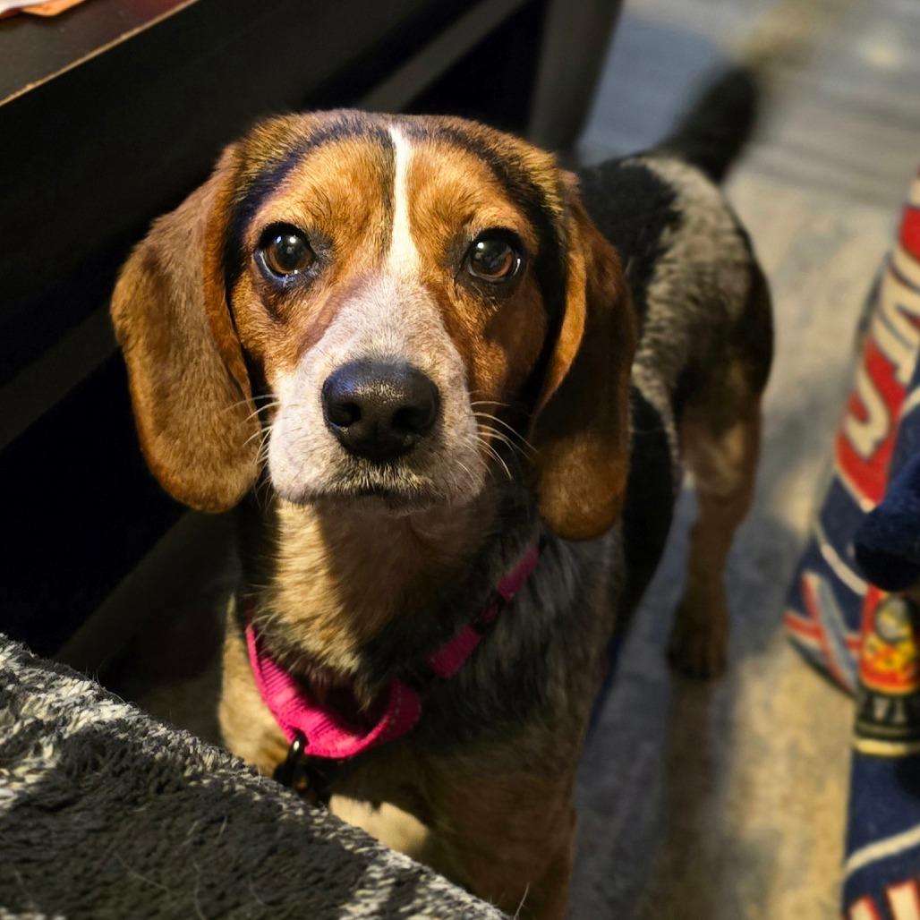 Clover - In Foster, Adoptable, Adult Female Beagle.