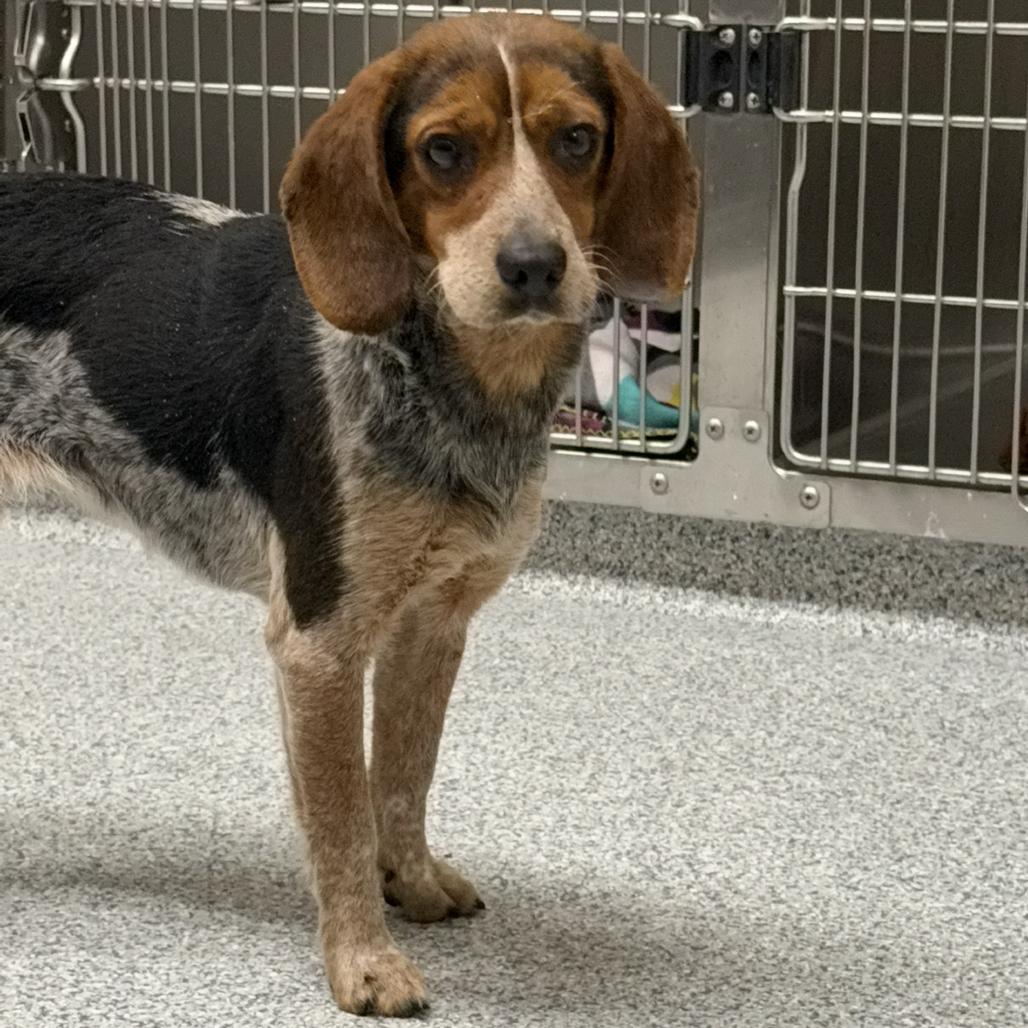 Enlarge Clover - In Foster, a Adoptable Beagle in Grand Rapids, MI image 2/5