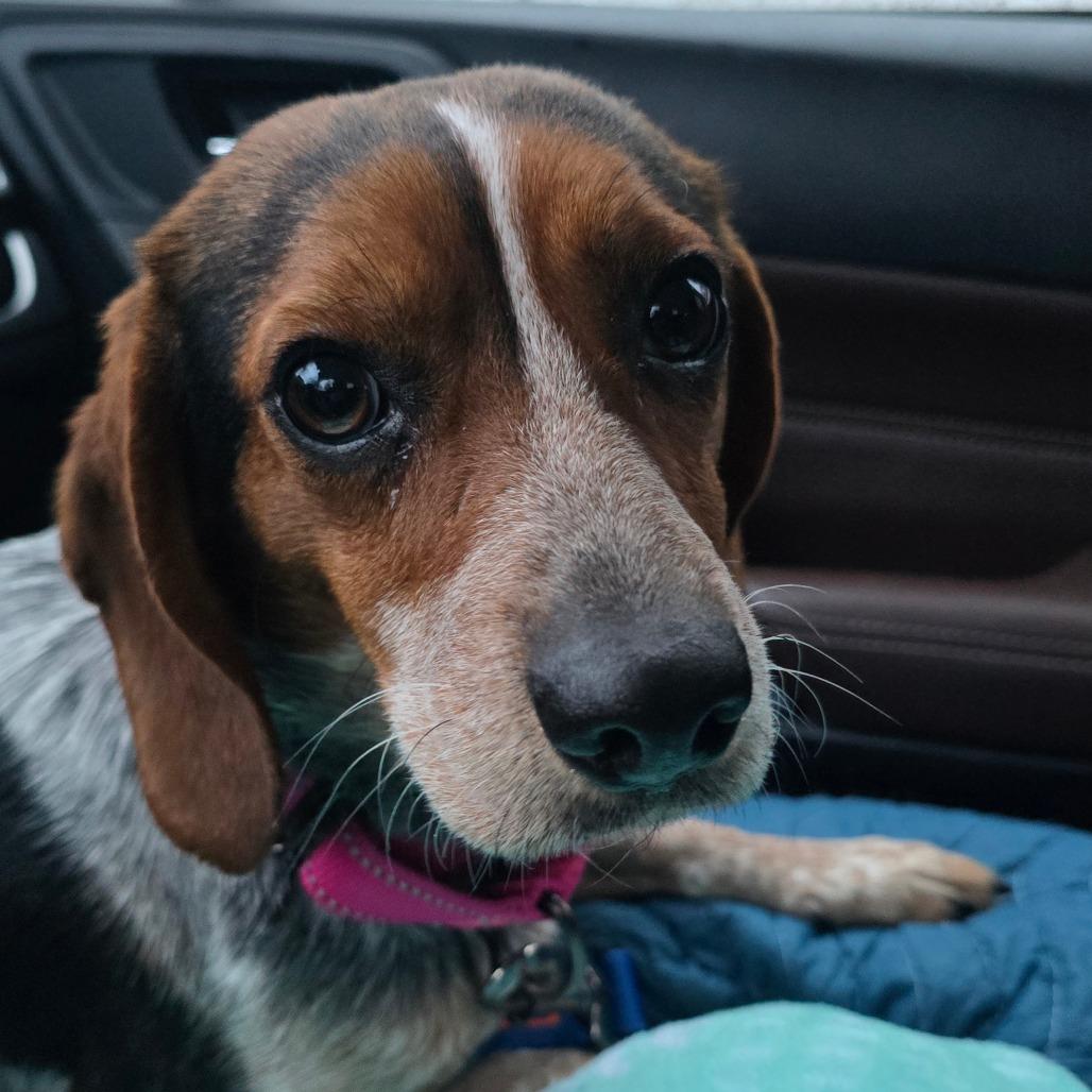 Enlarge Clover - In Foster, a Adoptable Beagle in Grand Rapids, MI image 3/5