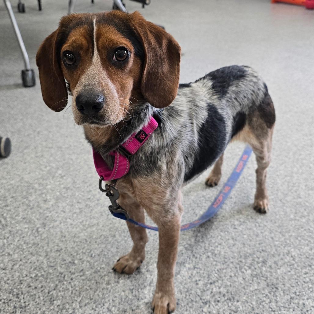 Enlarge Clover - In Foster, a Adoptable Beagle in Grand Rapids, MI image 4/5