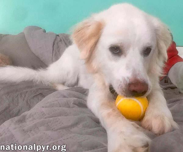 Enlarge Wyatt in CT - Loves Rump Scratches, a ADOPTABLE Great Pyrenees in Norwich, CT image 2/4