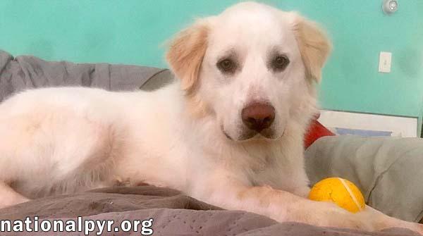 Enlarge Wyatt in CT - Loves Rump Scratches, a ADOPTABLE Great Pyrenees in Norwich, CT image 4/4