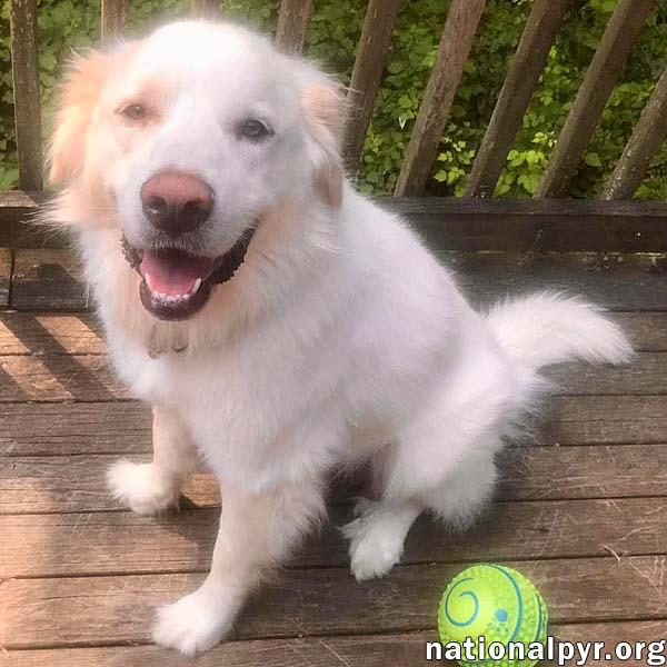 Wyatt in CT - Loves Rump Scratches, ADOPTABLE, Adult Male Great Pyrenees.