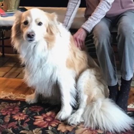 Winn, Adoptable, Senior Male Rough Collie & Mixed Breed.