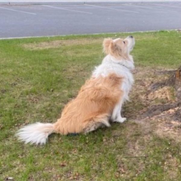 Winn, a Adoptable mixed breed in Cashmere, WA image 2/2