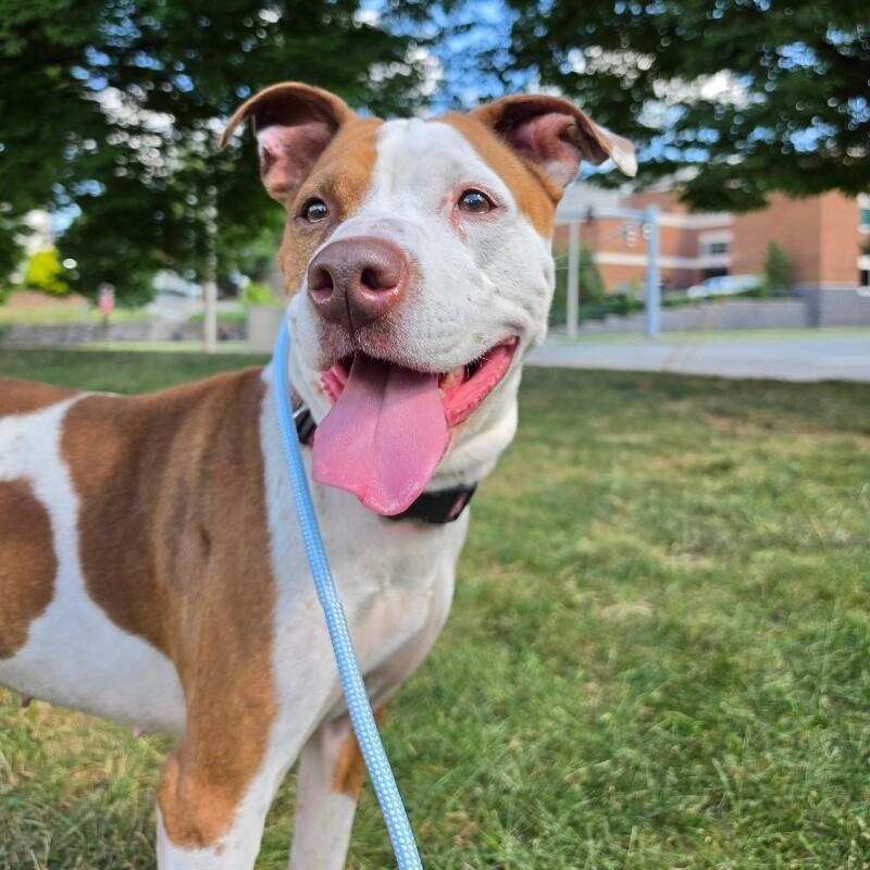 Enlarge Pearl, a Adoptable mixed breed in Roanoke, VA image 1/5