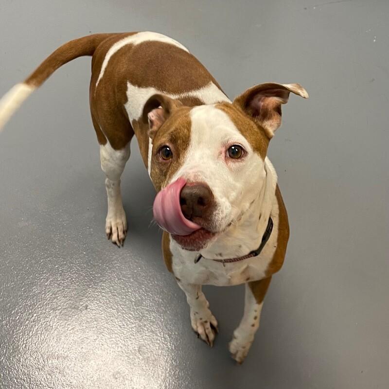 Enlarge Pearl, a Adoptable mixed breed in Roanoke, VA image 2/5