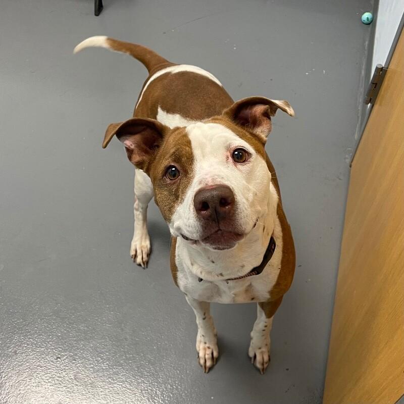 Enlarge Pearl, a Adoptable mixed breed in Roanoke, VA image 3/5