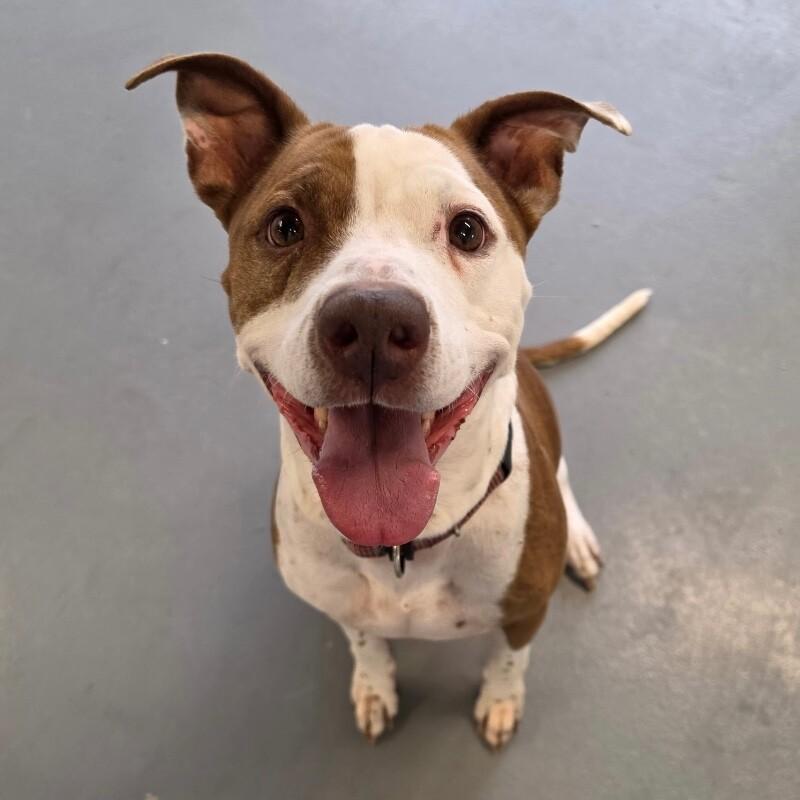 Enlarge Pearl, a Adoptable mixed breed in Roanoke, VA image 4/5