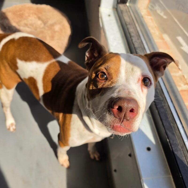 Enlarge Pearl, a Adoptable mixed breed in Roanoke, VA image 5/5
