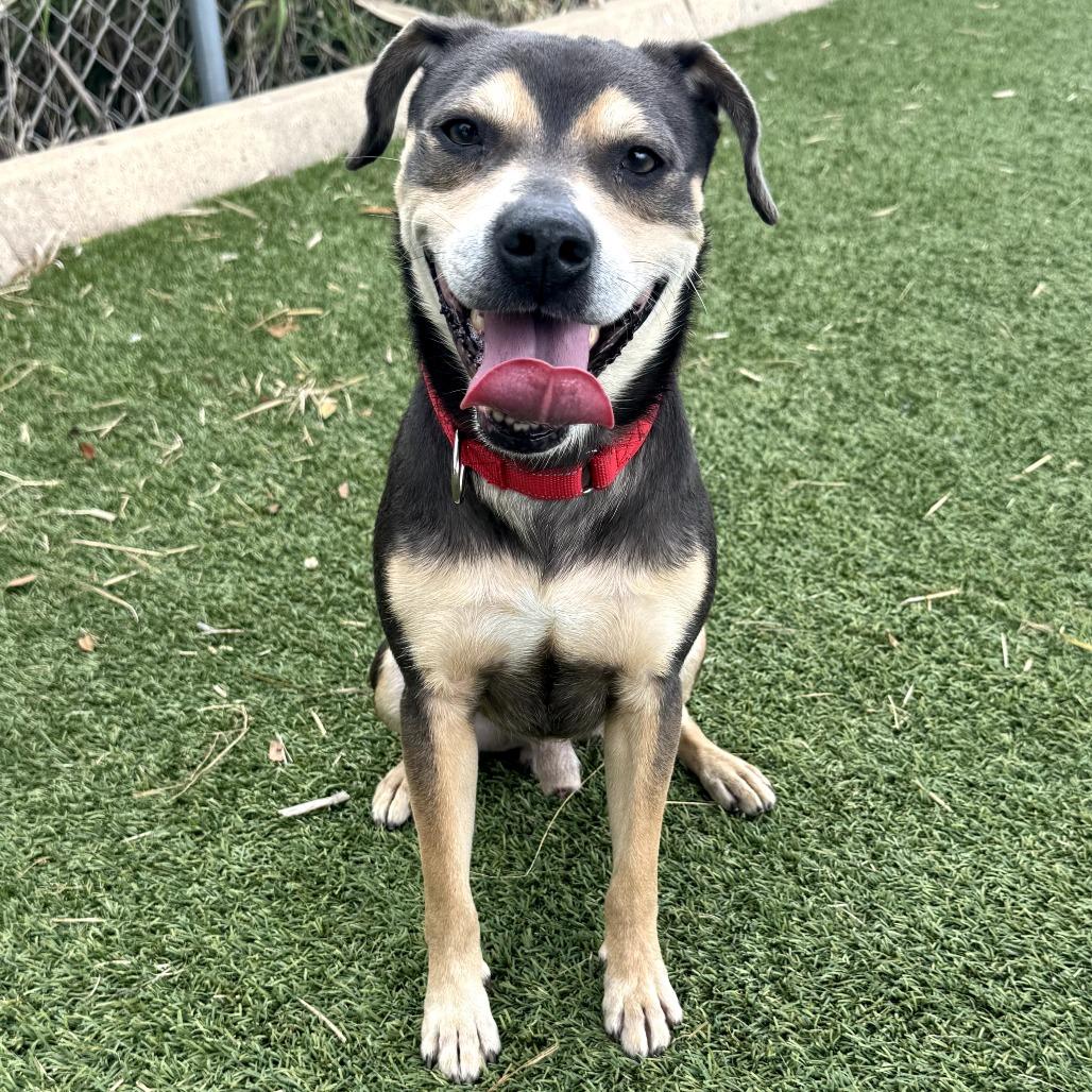 Wall-E, Adoptable, Adult Male Mixed Breed.